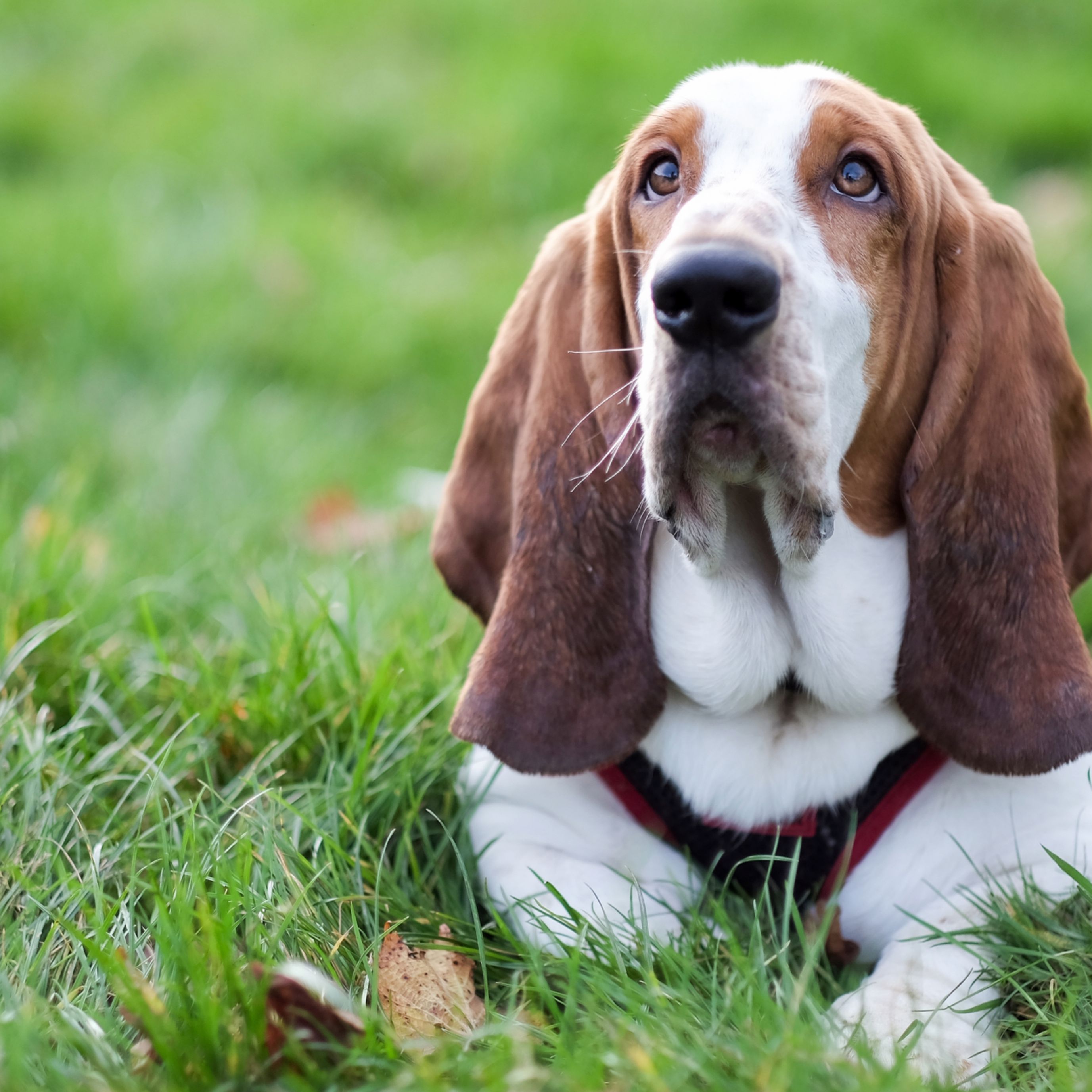 Hound Breeds Dog: Discover Top 10 Loyal Companions
