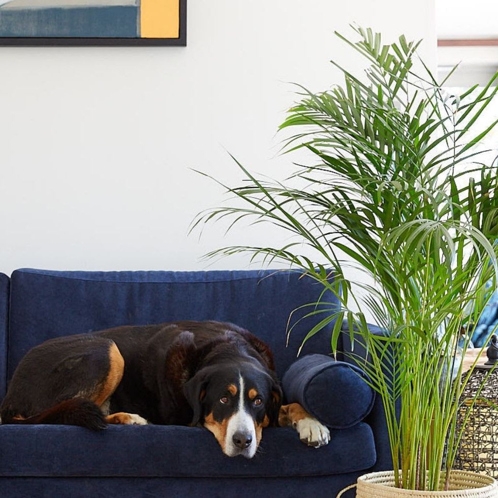 11 pet-friendly house plants  keep cats and dogs safe with non-toxic indoor  plants | Real Homes