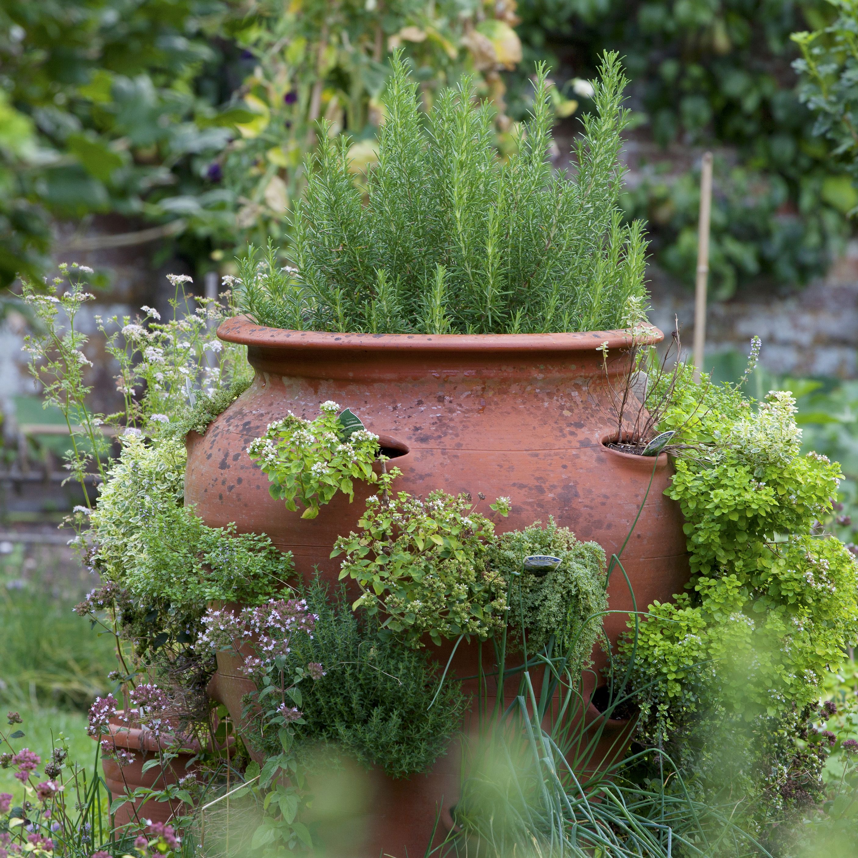 Porch Herb Garden Ideas Outside How To Grow Trendy With Herbs Primex