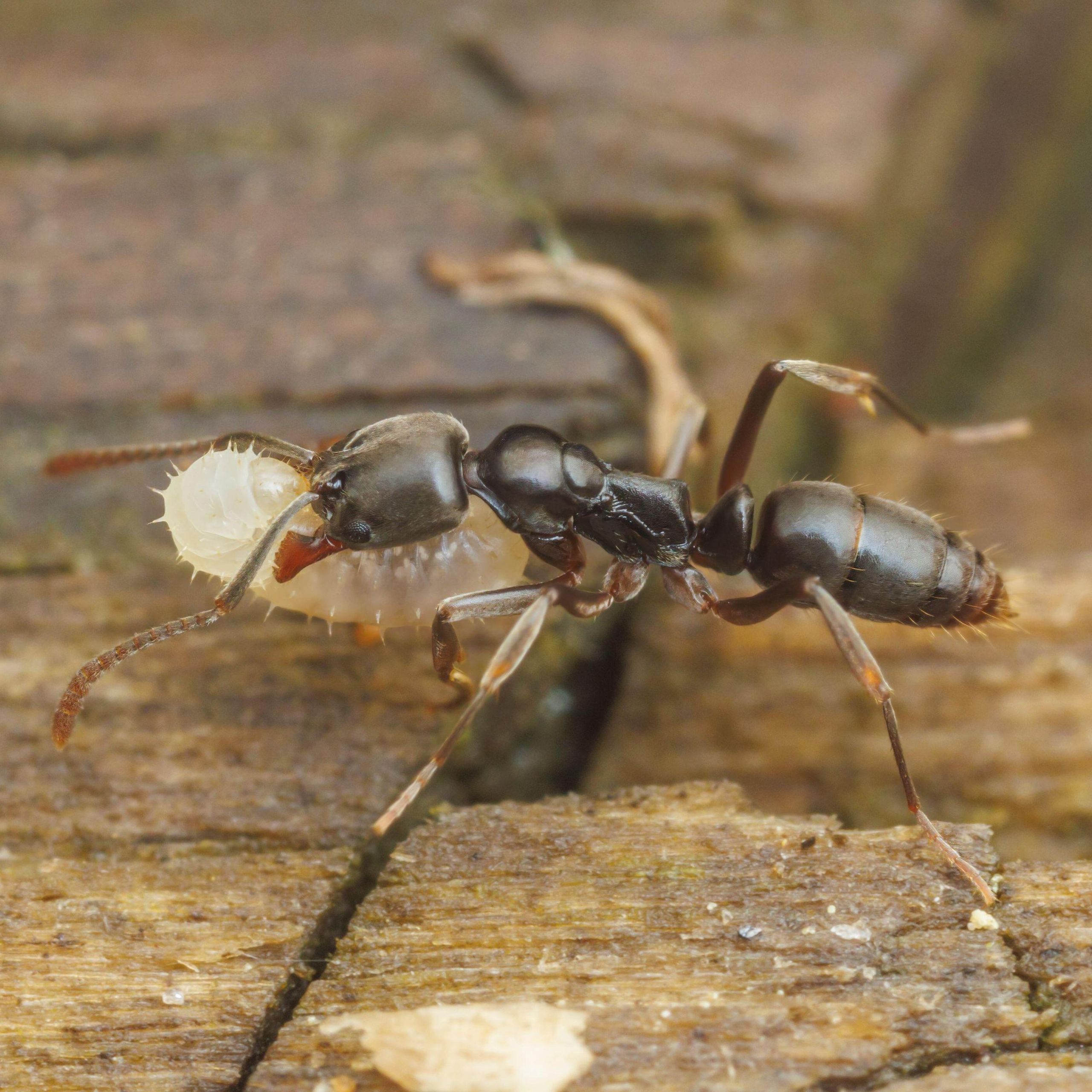 Invasive Asian needle ants are surging in US Southeast — and their