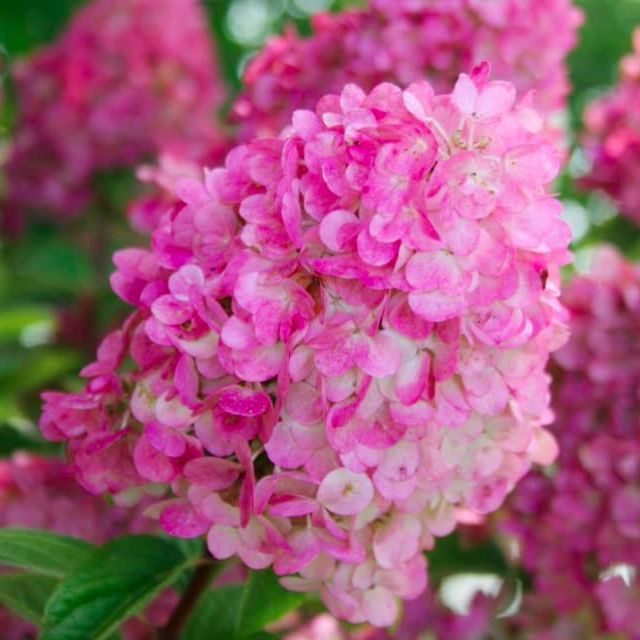 Hydrangea Paniculata 'strawberry Sundae' (full Gallon)