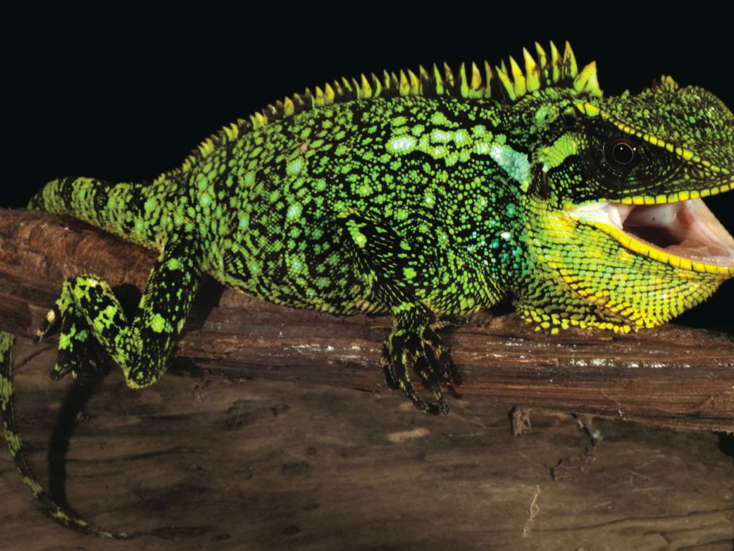 Here Be Dragons: 3 Spiky Lizard Species Found in Andes | Live Science