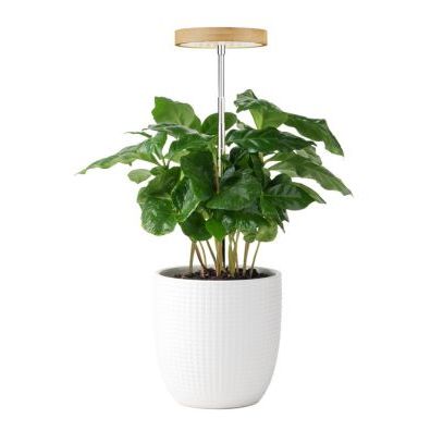 Bamboo Grow Light 