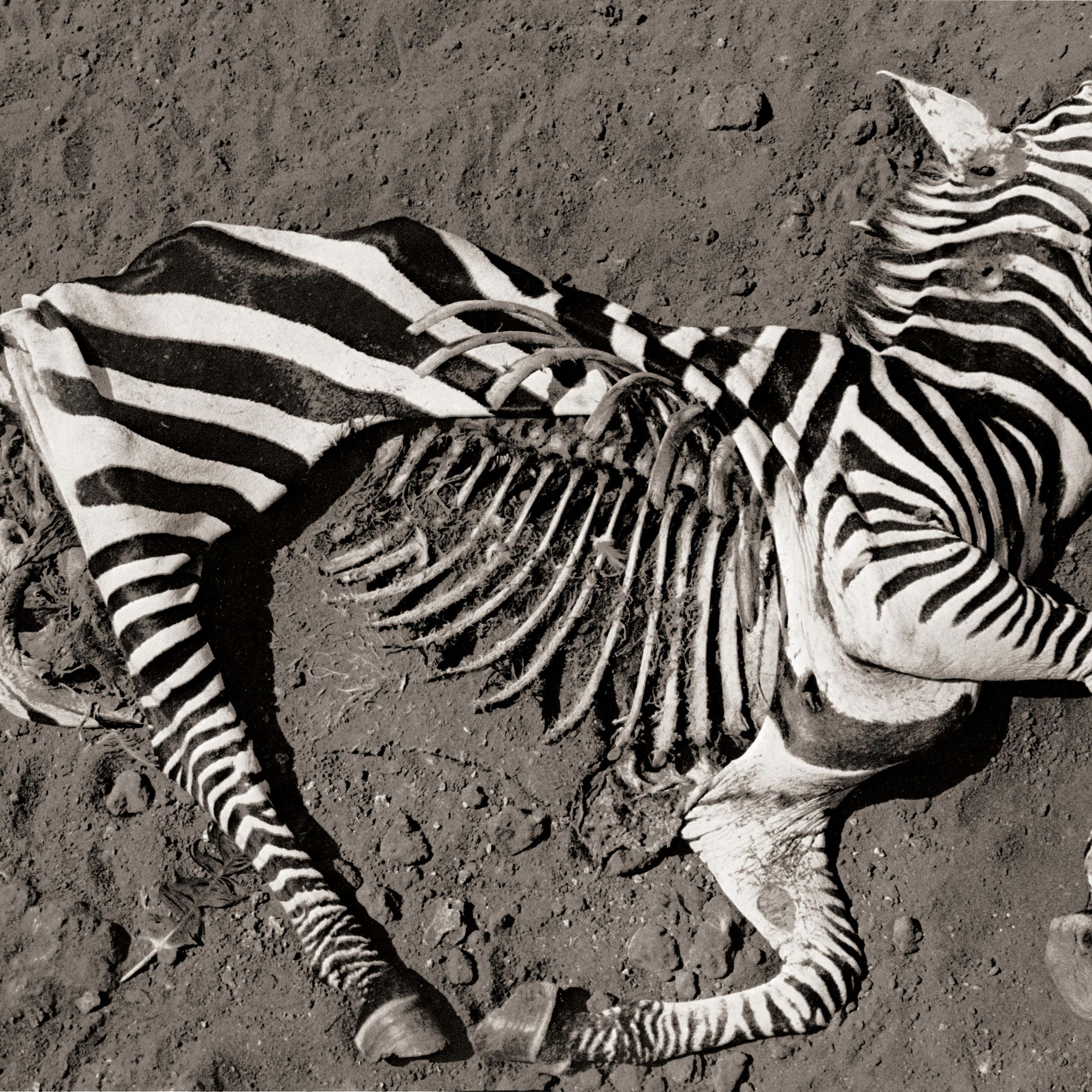 A zebra that ran to the end: why Peter Beard's unflinching