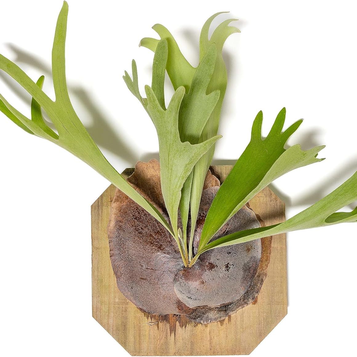 Air Plant Shop Staghorn Fern Mounted on a Cedar Plank - Wholesale and Bulk - Live Platycerium Bifurcatum - Easy Care Indoor and Outdoor House Plants