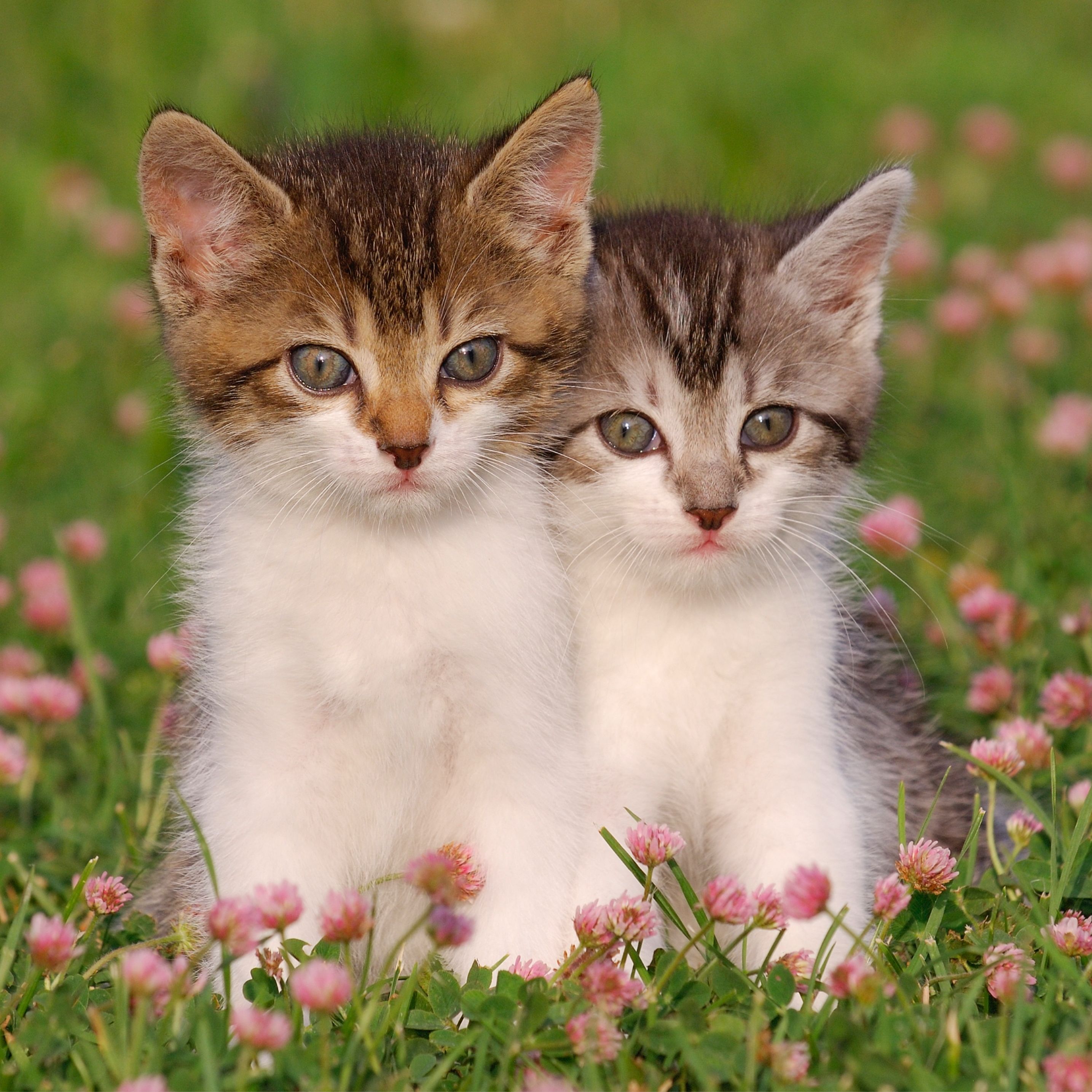 pet baby cat