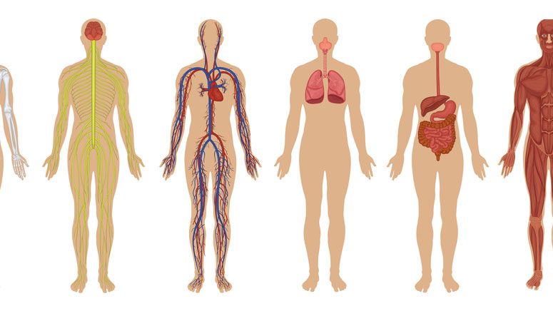 The 7 Biggest Mysteries of the Human Body | Live Science