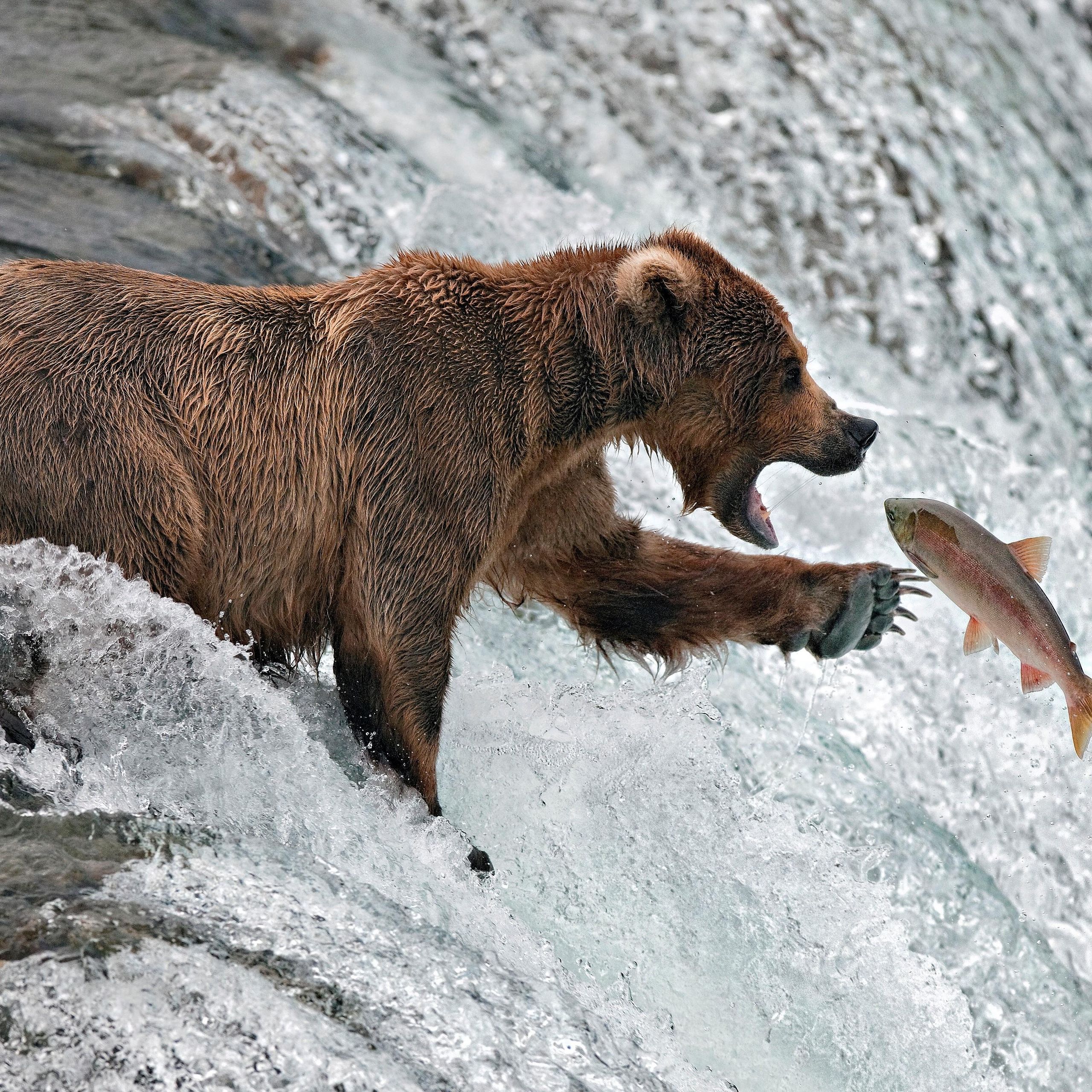 Grizzly bear catching salmon in a river | Premium AI-generated image
