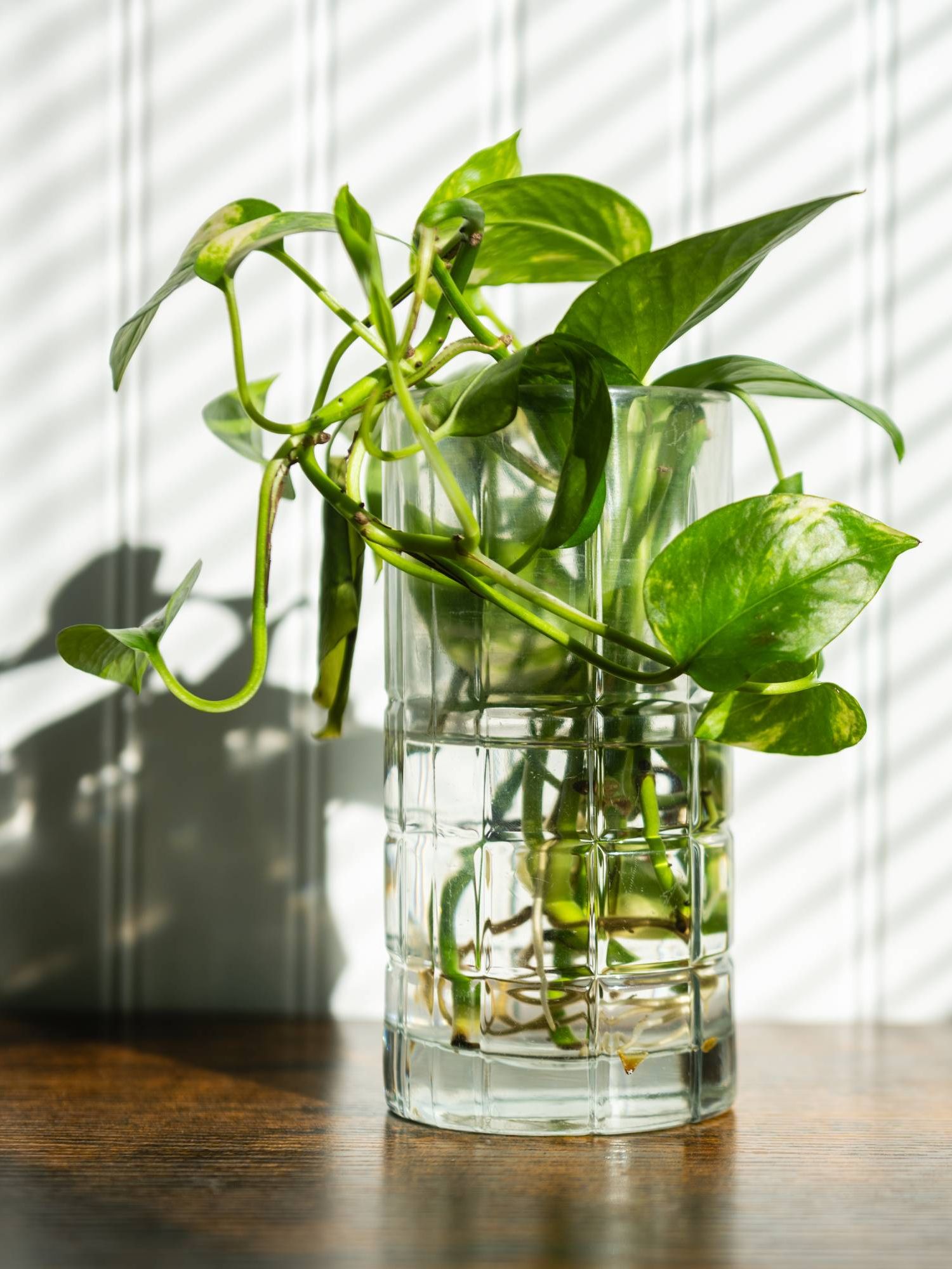 Propagation of cutting in water