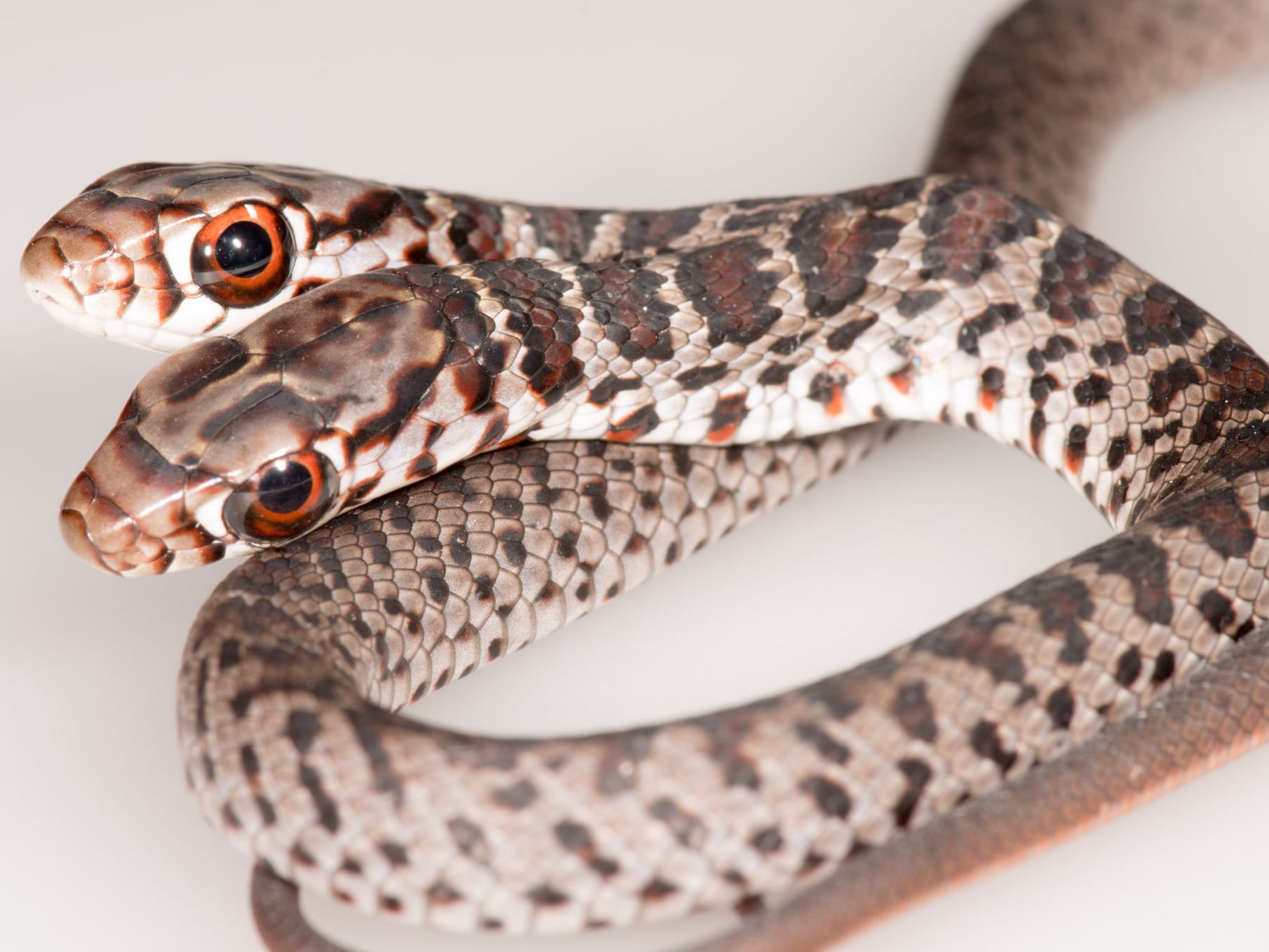 Rare, 2-headed snake discovered by Florida house cat | Live Science