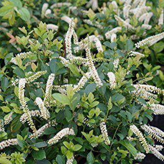 Scentlandia&amp;reg; Sweetspire - 4" Pot - Itea - Proven Winners