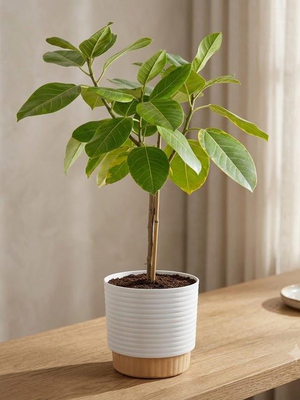 Live Ficus Audrey Tree 2-3ft | Large Indoor Houseplant Decorative Pot Home Office