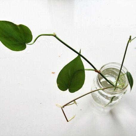 stricta air plant Tillandsia stricta Stiff Gray – Rainforest Flora