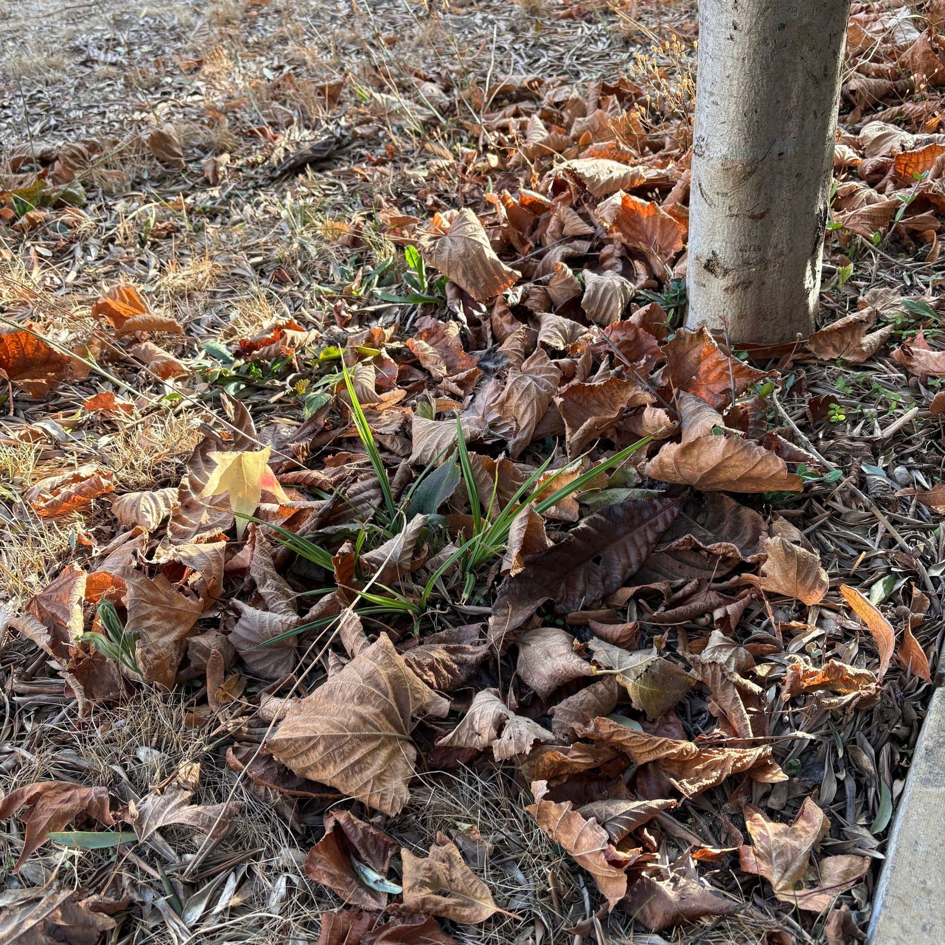 Fallen leaves in autumn garden