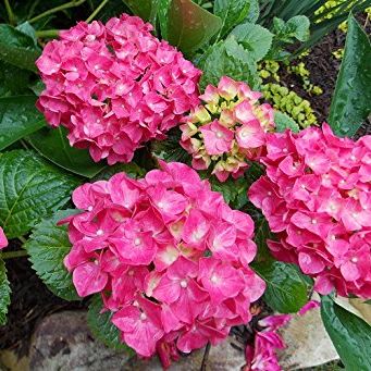 Glowing Embers Pink Mophead Hydrangea - Live Plant - (1 Qt)