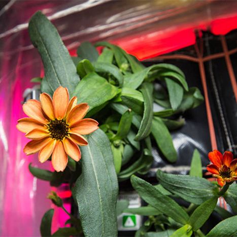 【完品】UNDEVELOPED FLOWER-PLANET MV5BZjA4YzJjY2UtYWNhMi00MWU5LW