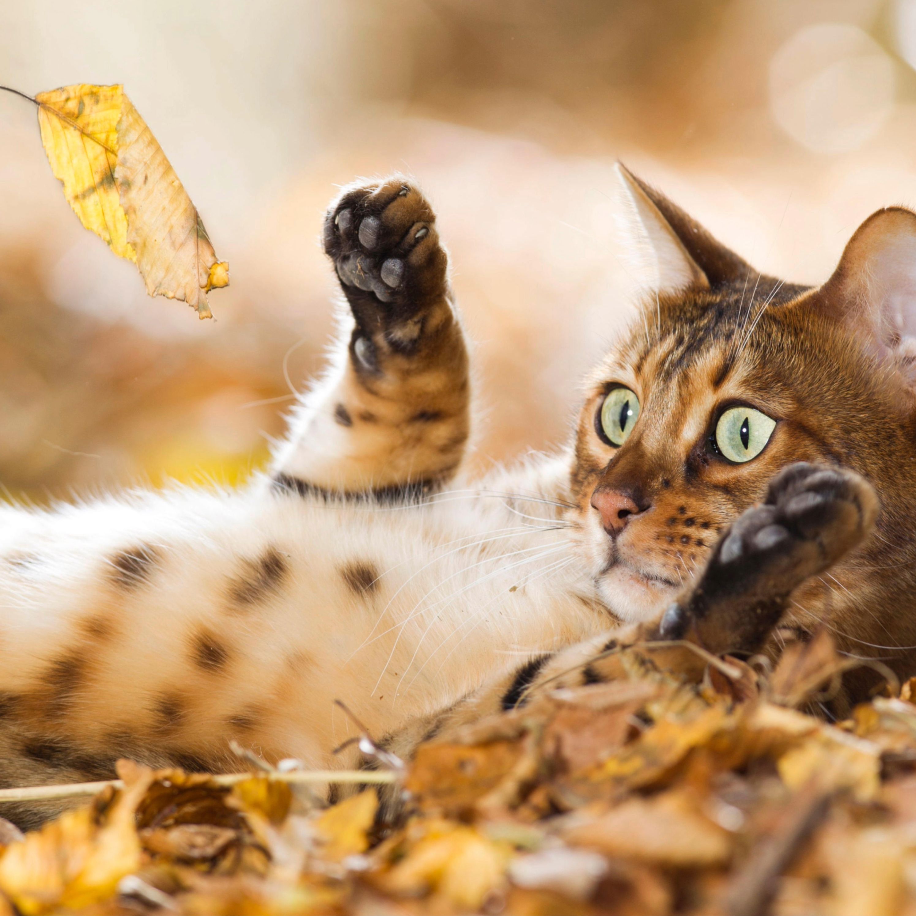 Does Breeding a Skittish Cat Mellow Them Out? Surprising Truths