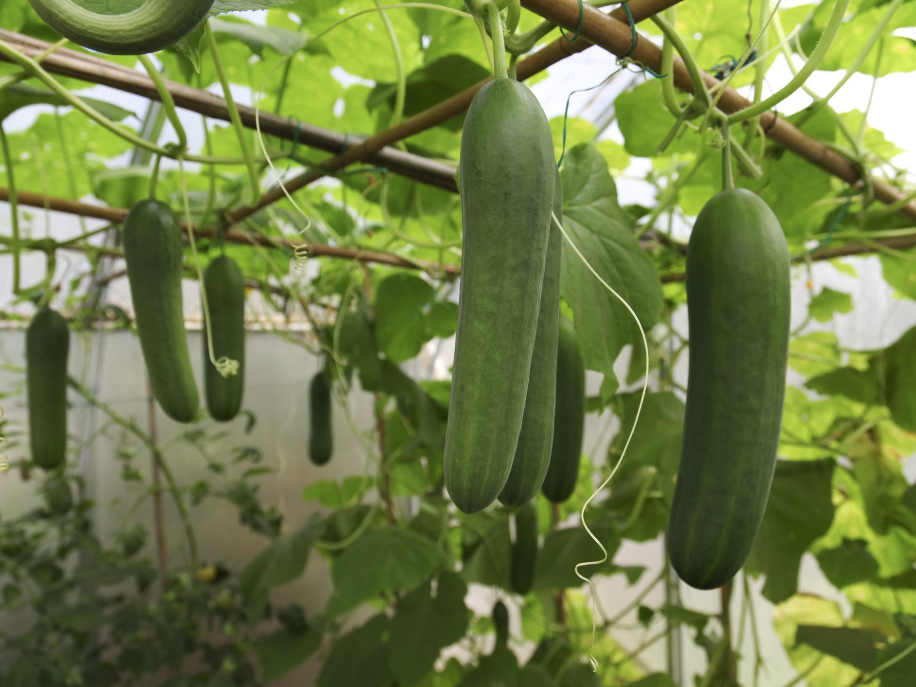 How to grow cucumbers  from seed, in pots, vertically or in your vegetable  patch | Real Homes