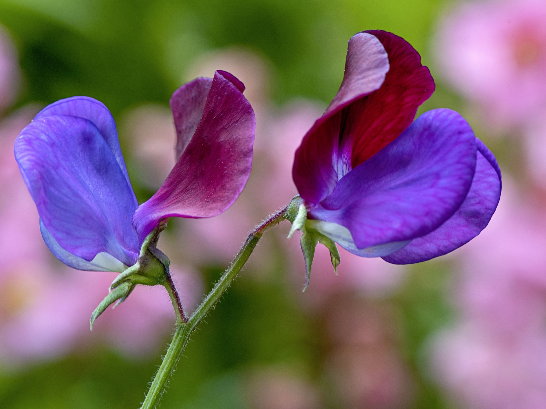 How to grow sweet peas  from seed, in pots or not for fragrant flowers |  Real Homes