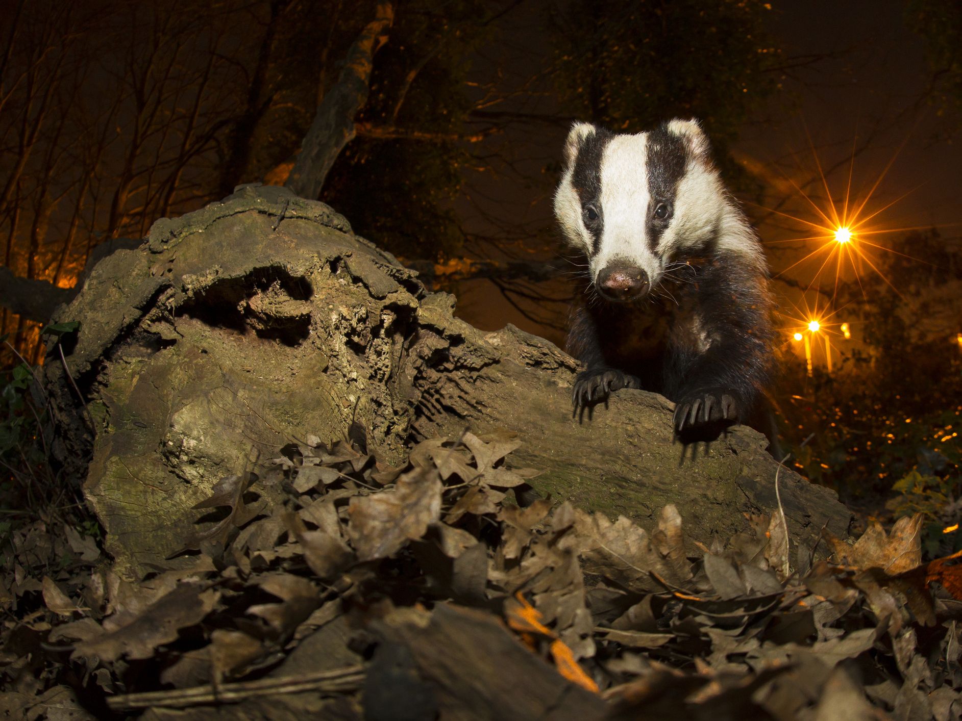 Amazing photos of nocturnal animals | Live Science
