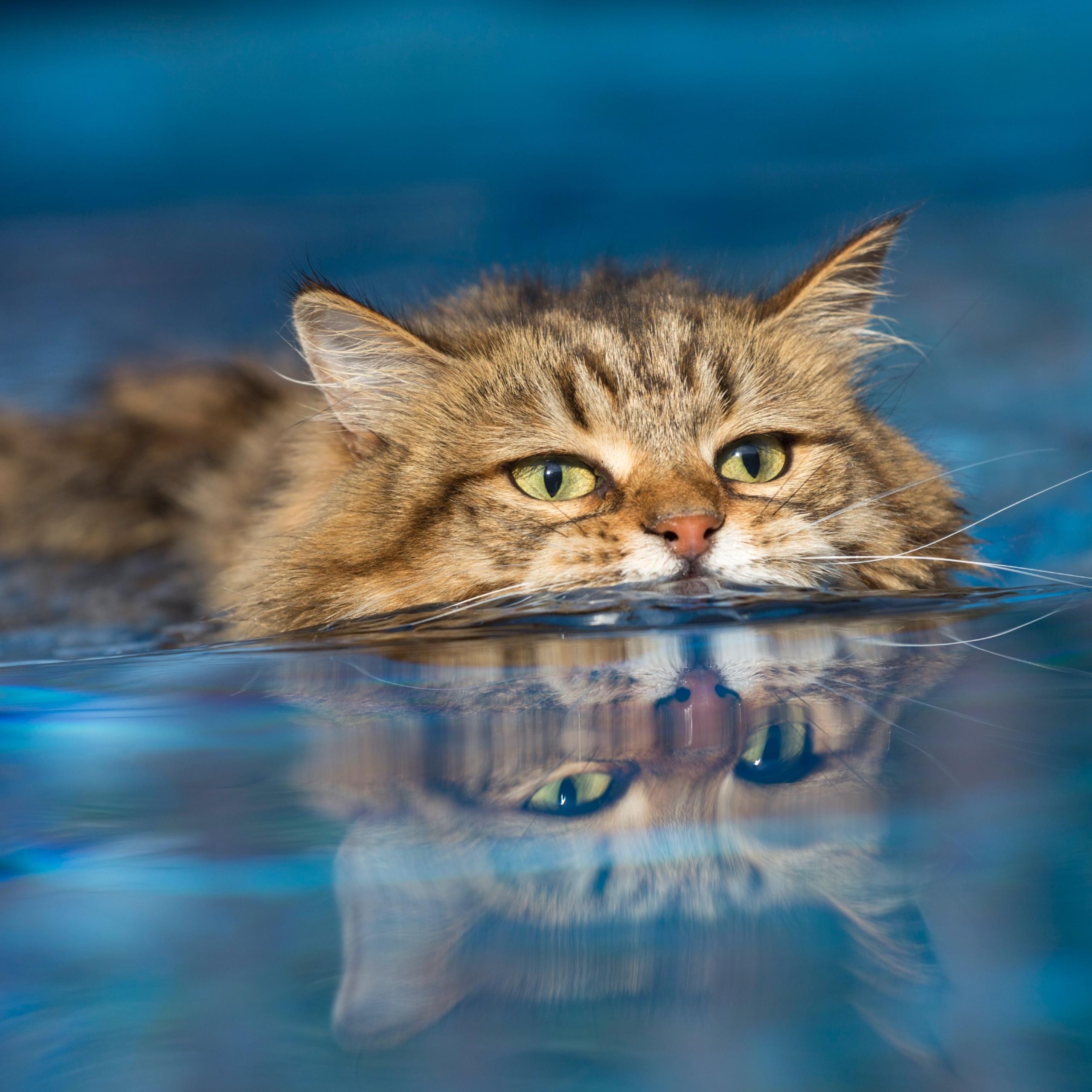 What Breeds of Cats Like Water: Surprising Feline Favorites Revealed