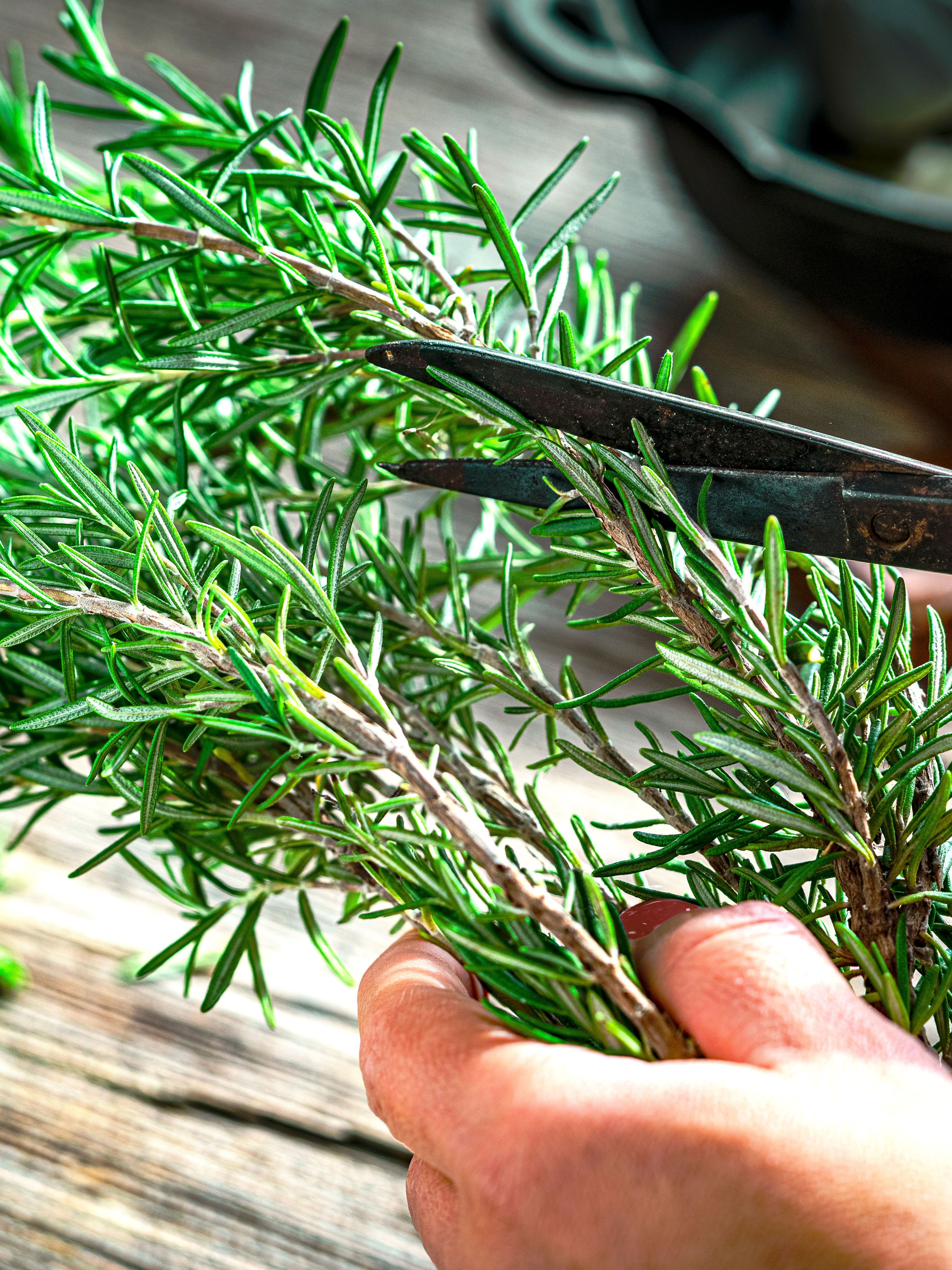 taking rosemary cuttings with garden scissors