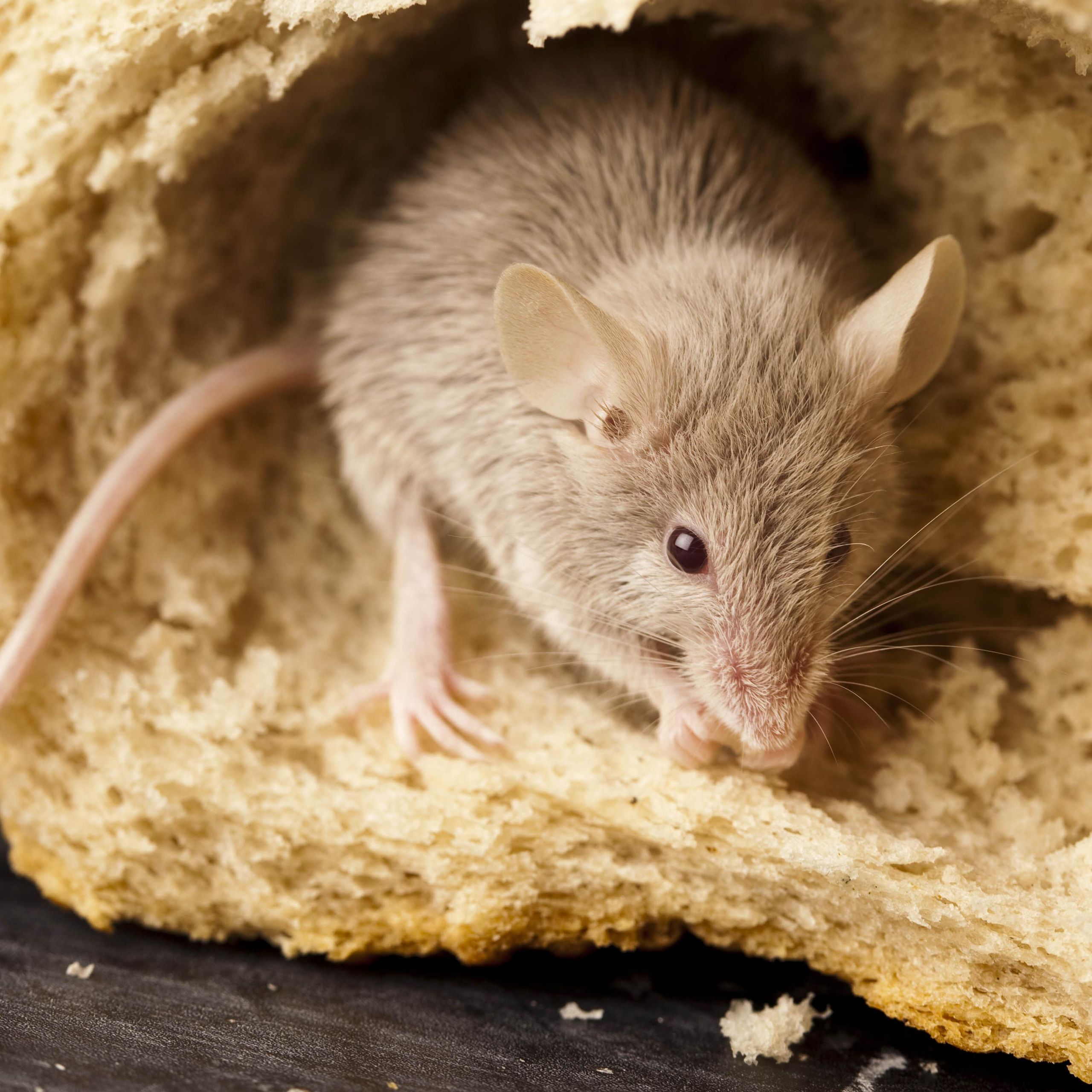 do mice eat tobacco What | House Mouse Diet 5 foods that attract mice