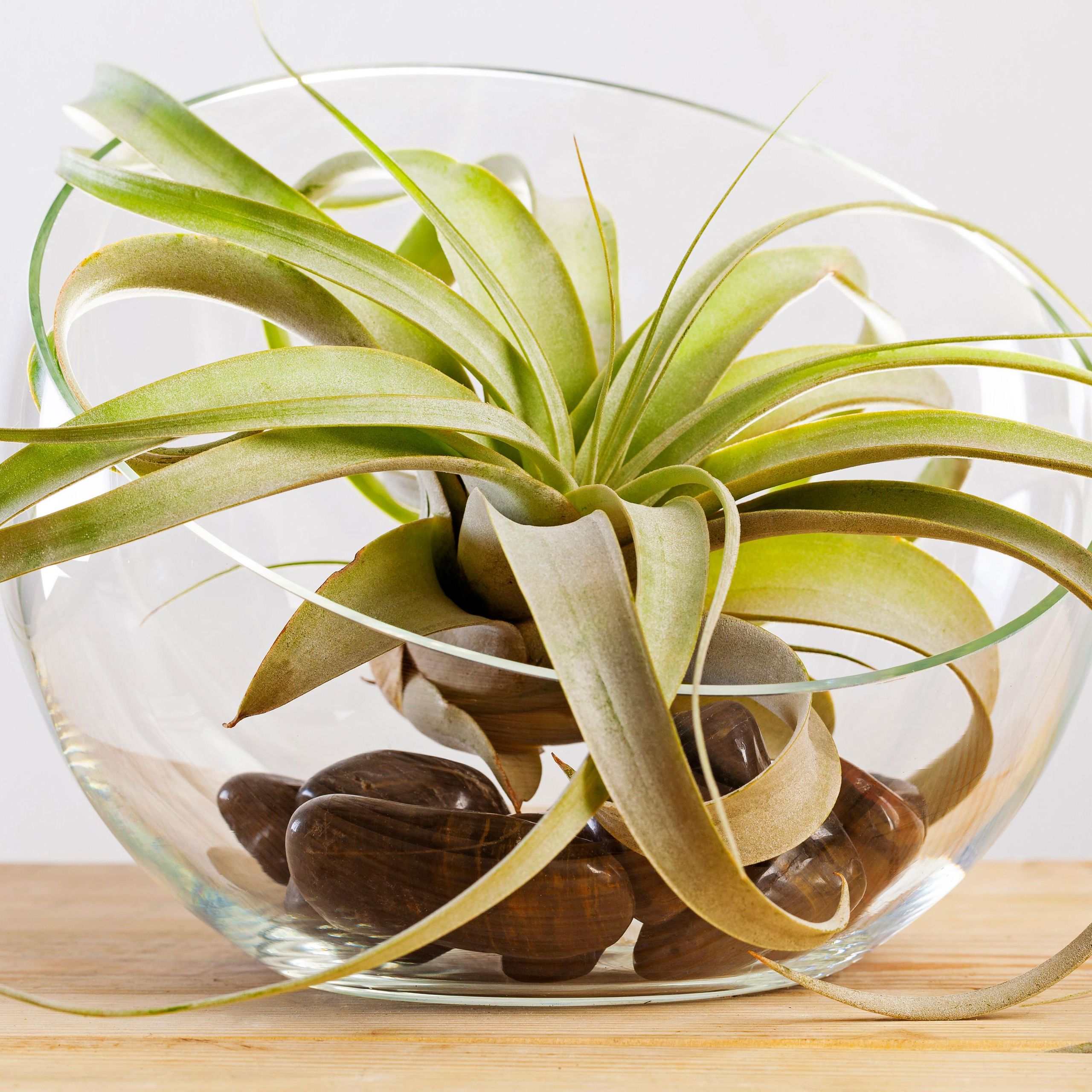 How to water an air plant: the best methods and how often | Homes and  Gardens
