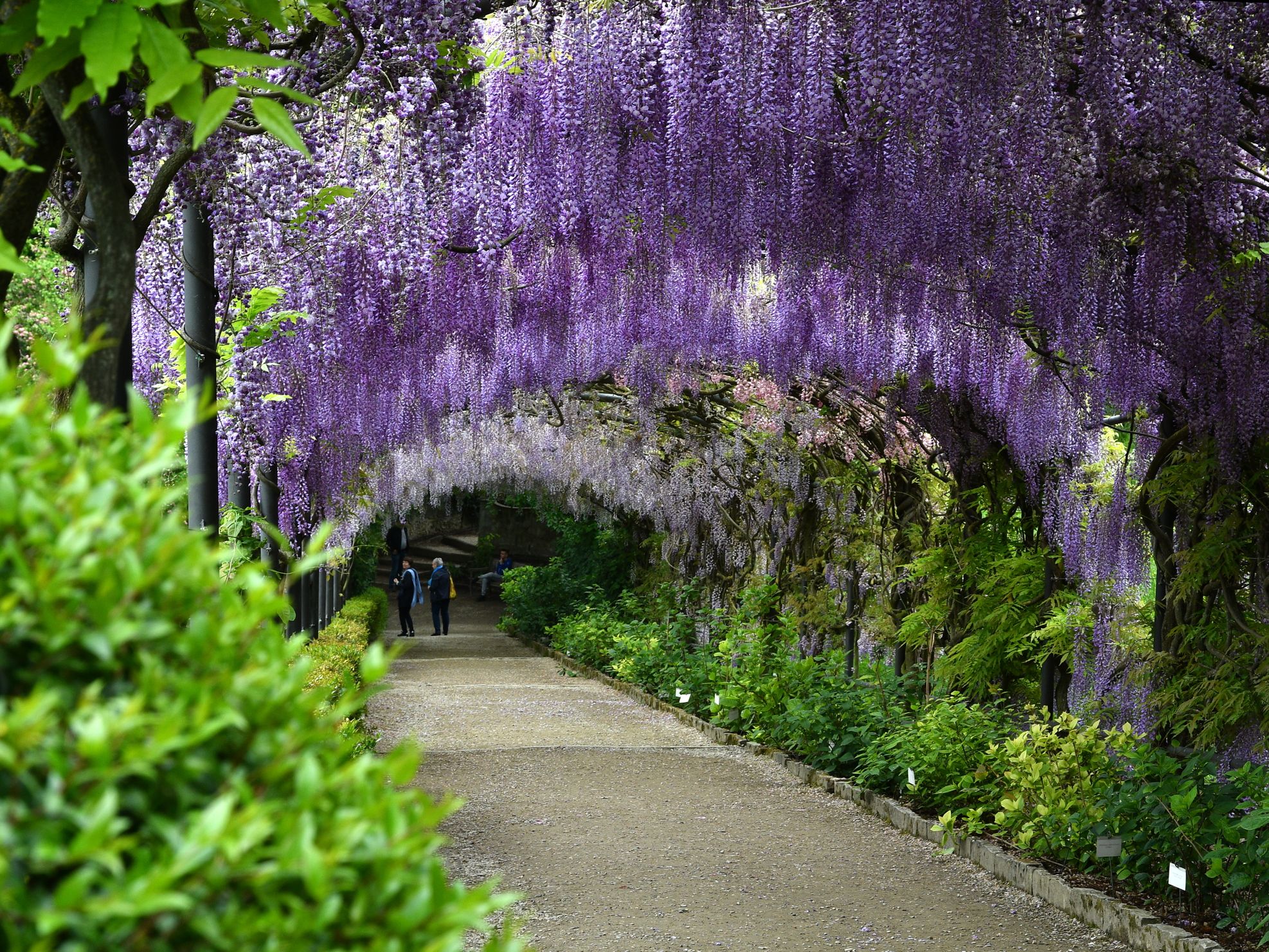 Alan Titchmarsh: A foolproof guide to growing wisteria | Country Life