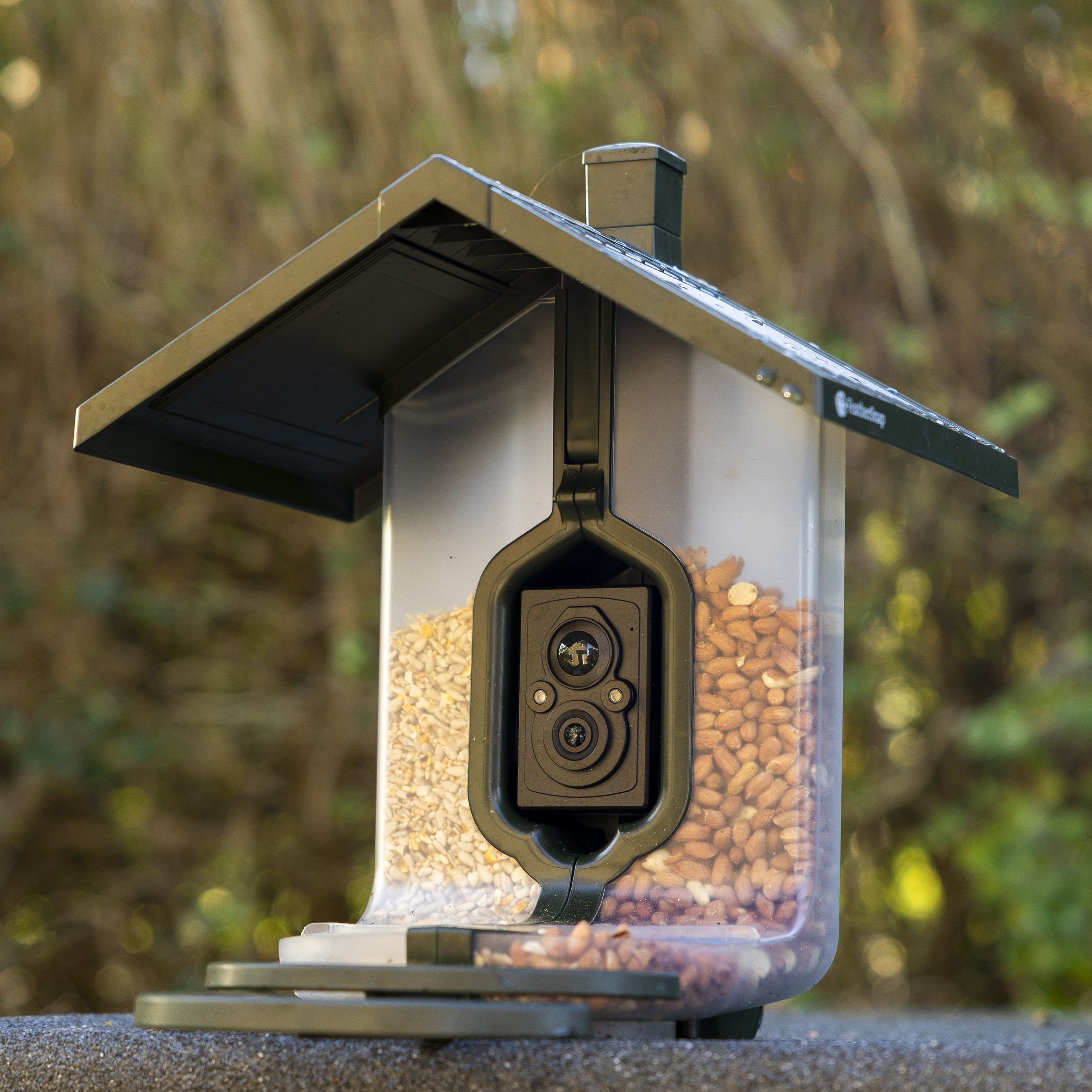 The FeatherSnap Scout bird feeder on a shed in a garden at sunrise