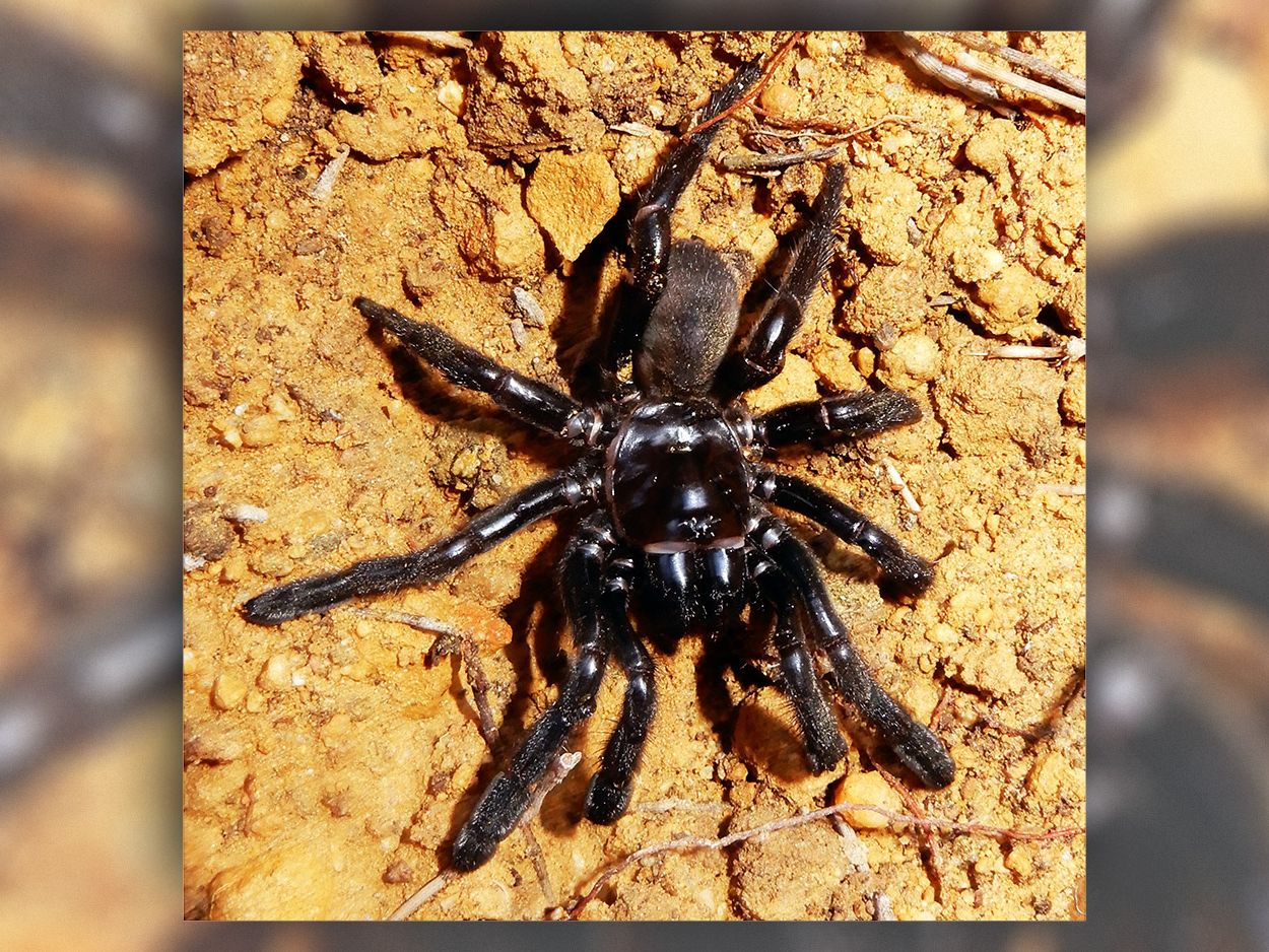 Say Goodbye to the World's Oldest Spider, Dead at 43 | Live Science