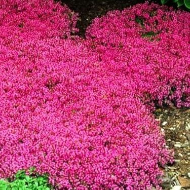 Greenwood Nursery: Live Ground-Cover Plants - Red Creeping Thyme + Thymus Praecox 'coccineus' - [qty: 5x Pint Pots] - (click for Other Available Plants/quantities)