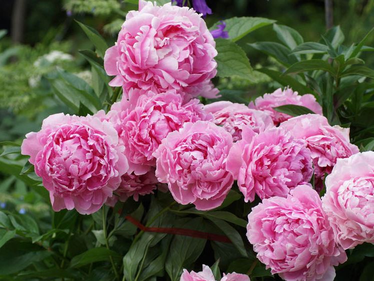 I'm a gardener and this is the one plant you should never put in a pot |  Tom's Guide