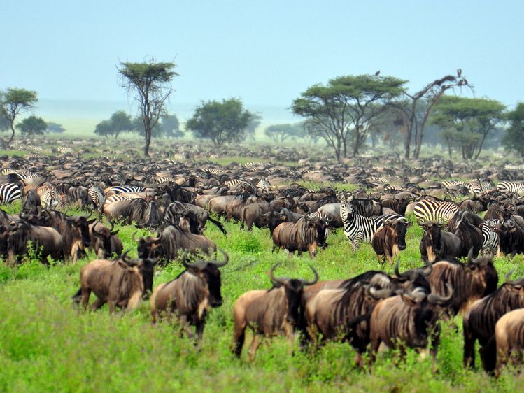 The Serengeti: Plain Facts about National Park & Animals | Live