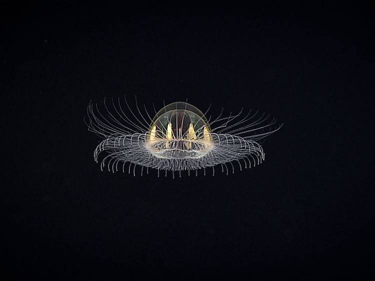 Mysterious 'Cosmic' Jellyfish Spotted in Remote Ocean Depths