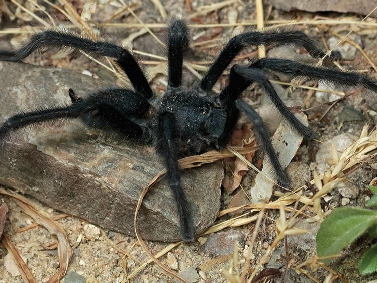 It seems that size really does matter': Males of 4 never-before