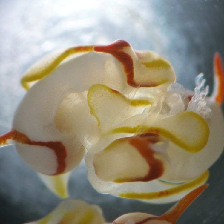 Photos: Bizarre Sex Lives of Hermaphrodite Sea Slugs | Live Science Photos: Bizarre Sex Lives of Hermaphrodite Sea Slugs | Live Science