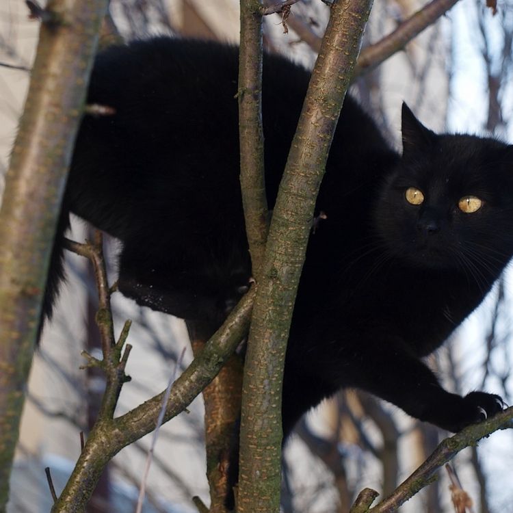 Black Cats Beware: Kitty Lovers Think You're Aloof | Live Science