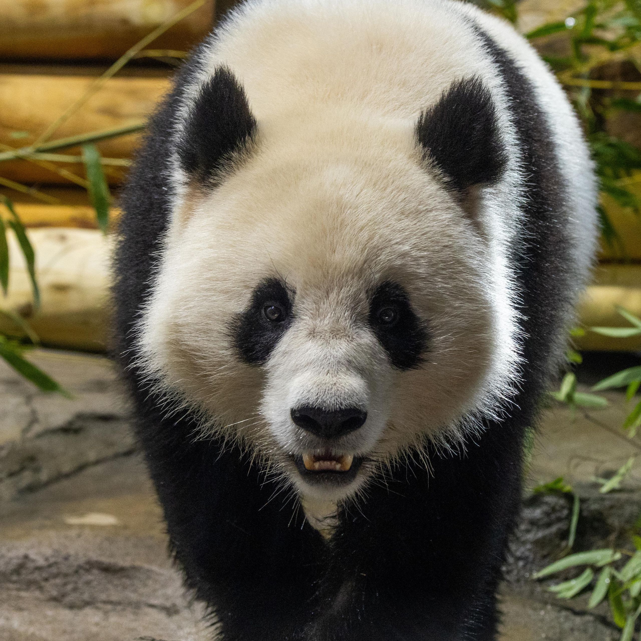 The Panda Cam is back! A popular (and adorable) livestream returns