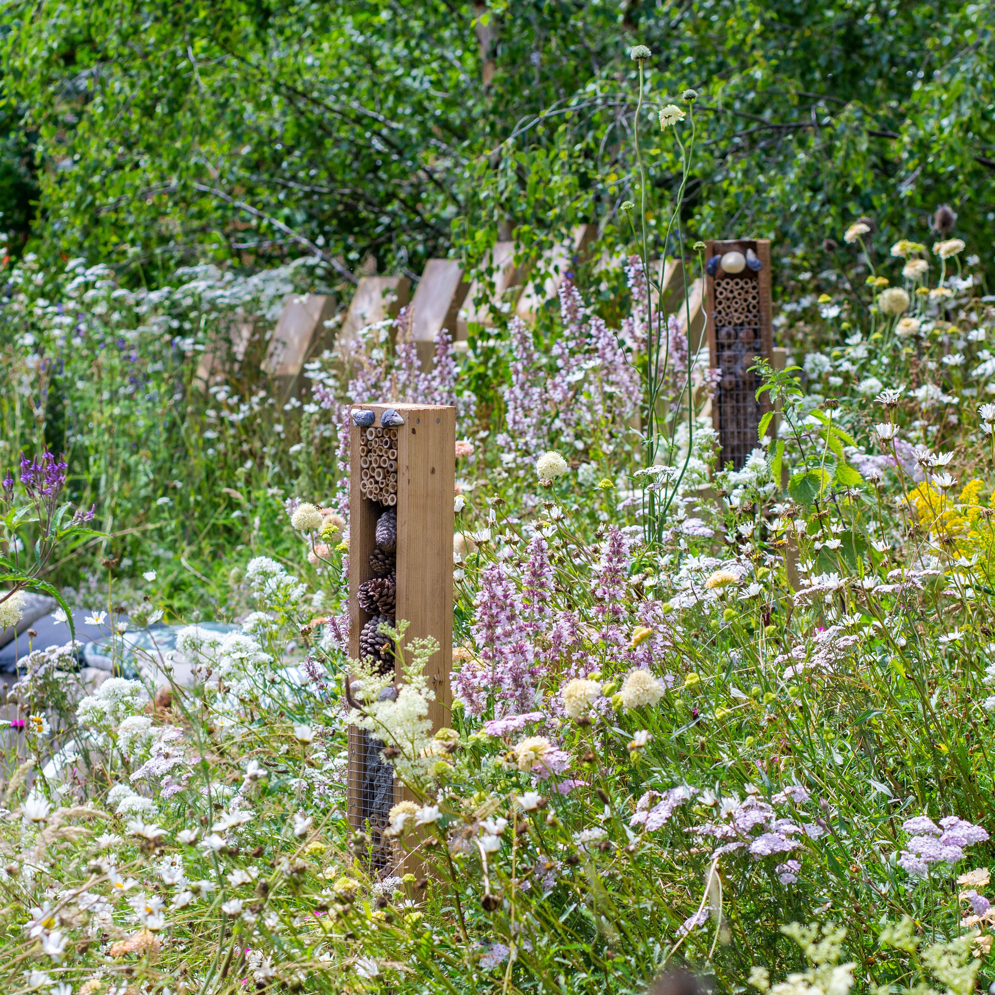 Wildlife-friendly garden with native plants