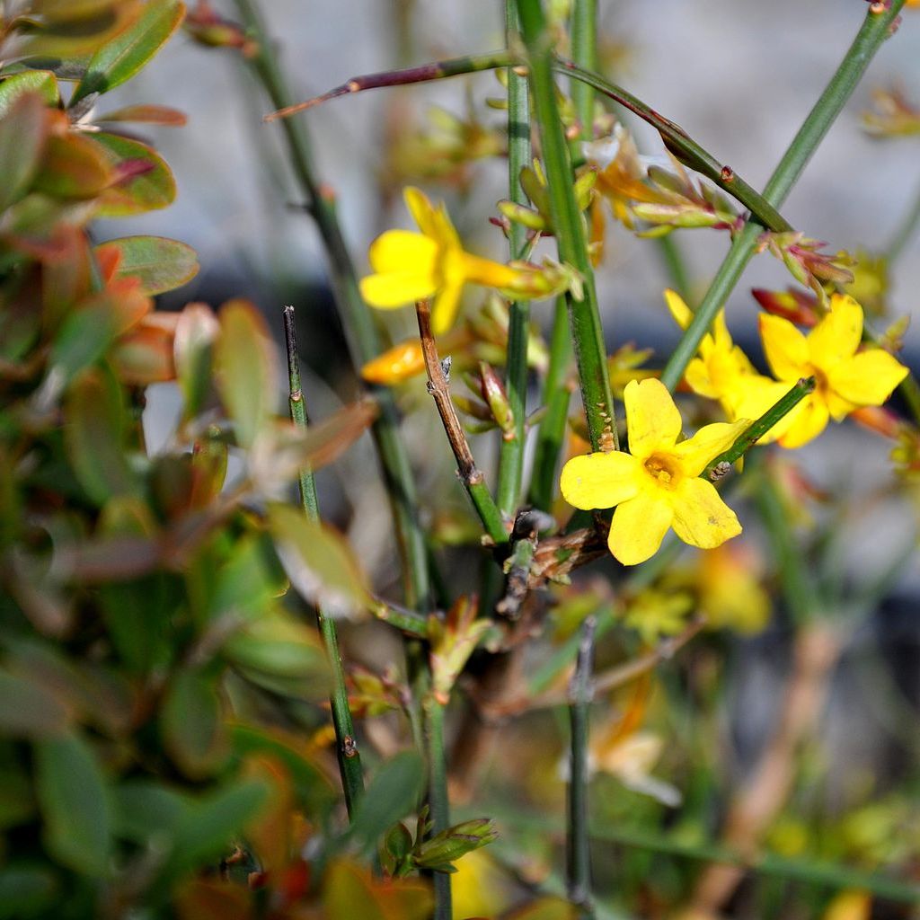 Growing Showy Jasmine: Tips For Florida Jasmine Care | Gardening