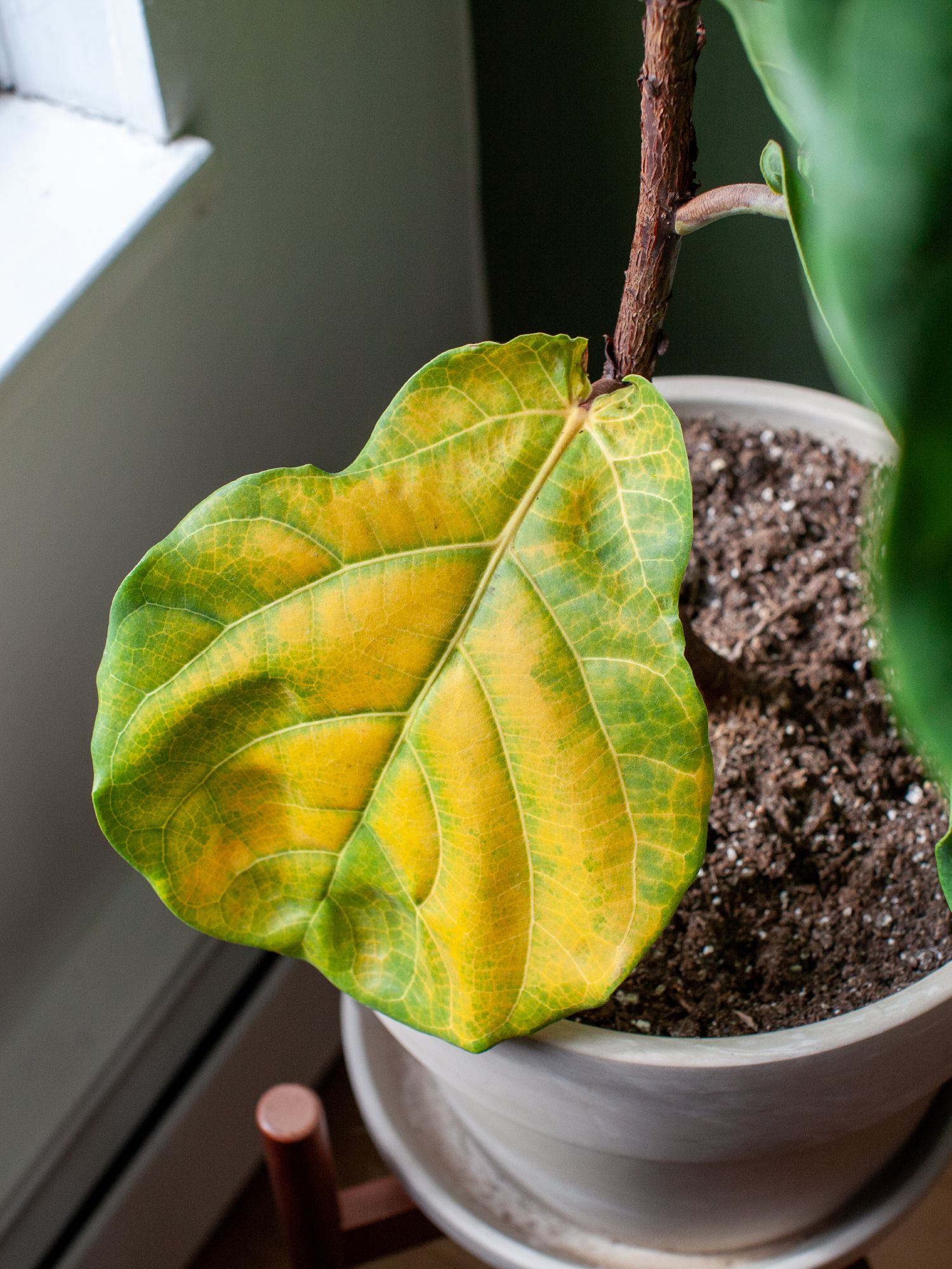 fiddle leaf fig with yellow leaf