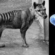 Extinct Tasmanian Tiger's DNA Revived in Mice | Live Science