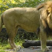Top 10 Swingers of the Animal Kingdom | Live Science