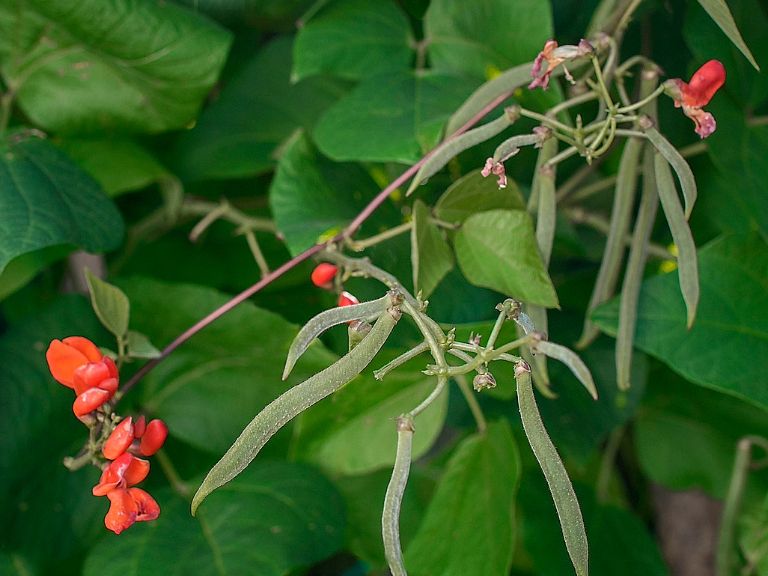 arabica coffee house plant Coffee Plant | Coffea Arabica main image 0