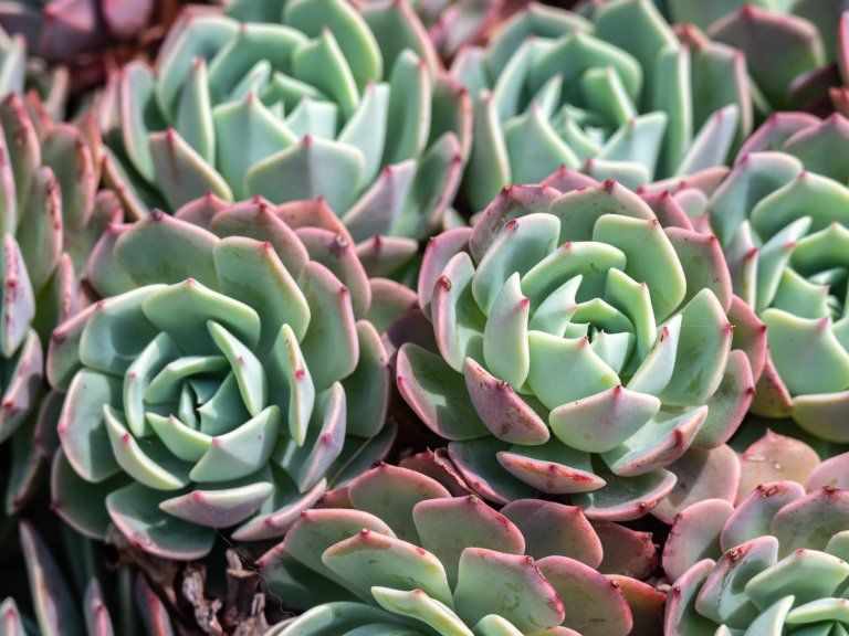 Echeveria Care: Complete Guide To Growing Echeveria | Gardening Know How