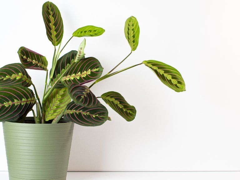 Prayer Plant: Ultimate Care & Growing Guide | Gardening Know How