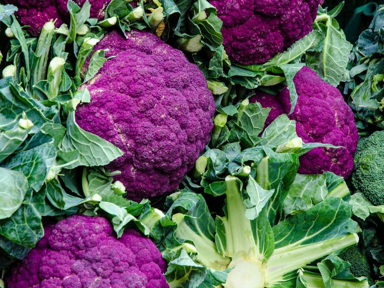 Learn About Sicily Purple Cauliflower | Gardening Know How