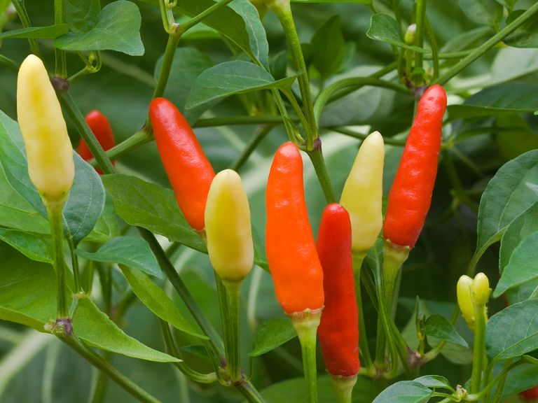 tobacco peppers Tabasco transplants may be planted directly from our 162 cell trays History Of Tabasco Pepper Plants