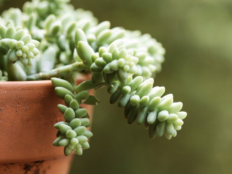 How To Grow Burro's Tail  Sedum Morganianum | Gardening Know How